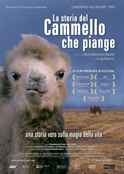 cammello piange